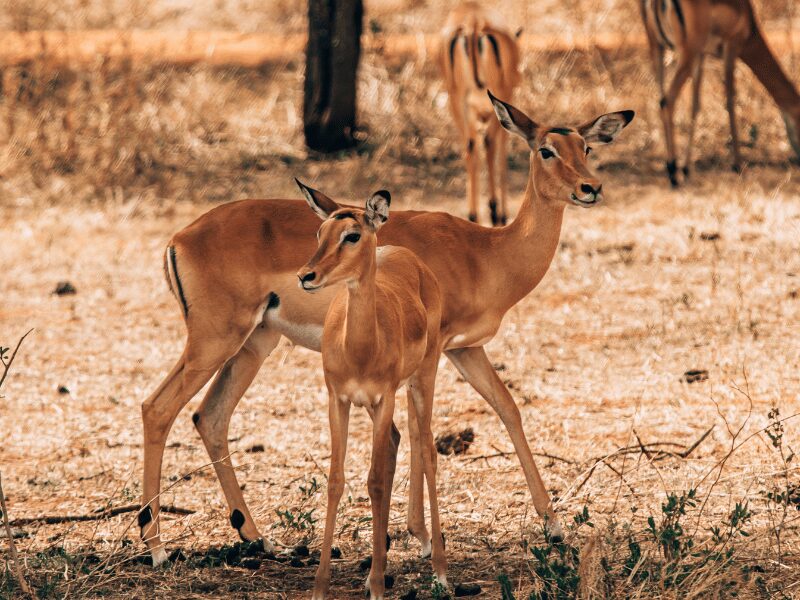 Professional photo of two gazelles on a Tanzania wildlife safari