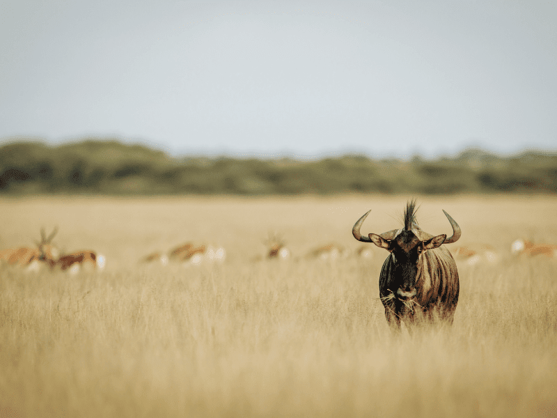 Where to go for a Photography Safari in Africa 2 Wildebeest in an empty plain of tall grass at Serengeti National Park