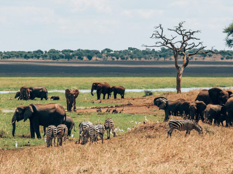 Discover the Wonders of a Tanzania Wildlife Safari 1