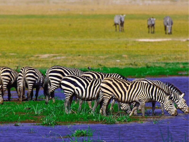 Zebras gathered by a watering hole in Amboseli Kenya