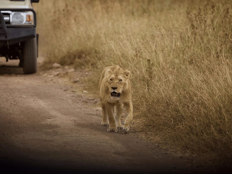 a lion at Etsoha national park in Namibia