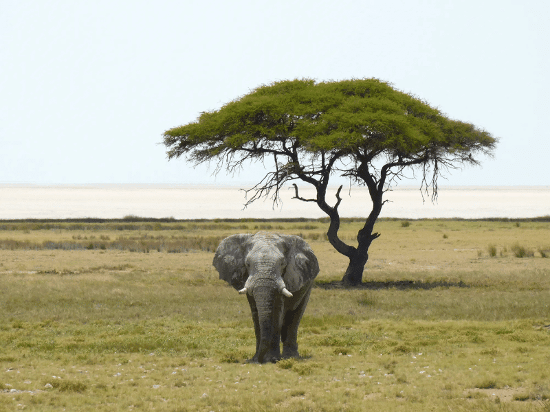 an elephant in Etosha national park in Namibia