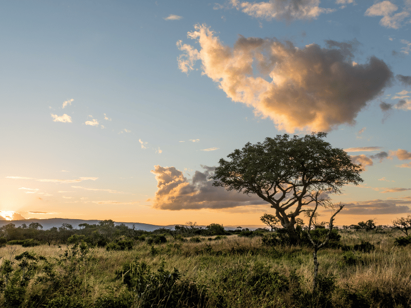 golden hour lighting over the tanzania savannah