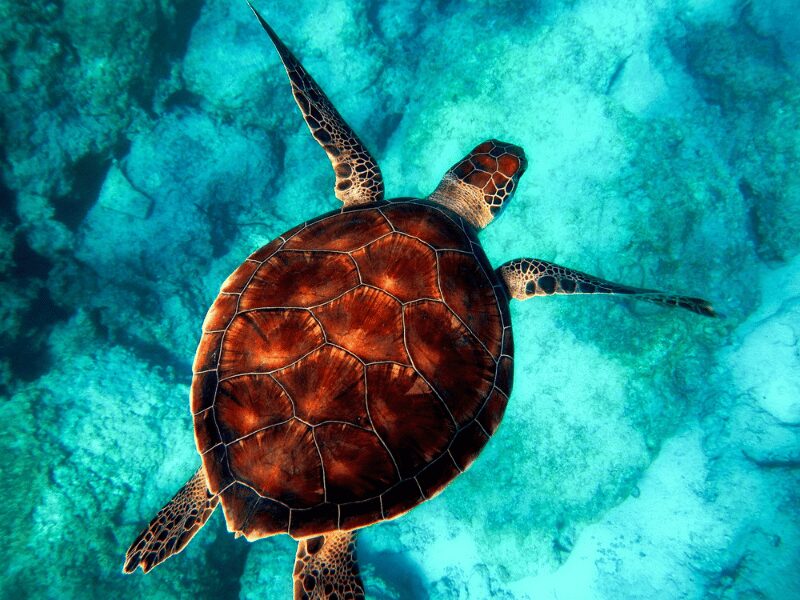 What You Need to Know About Swimming with Zanzibar Sea Turtles 2 swimming with zanzibar sea turtles