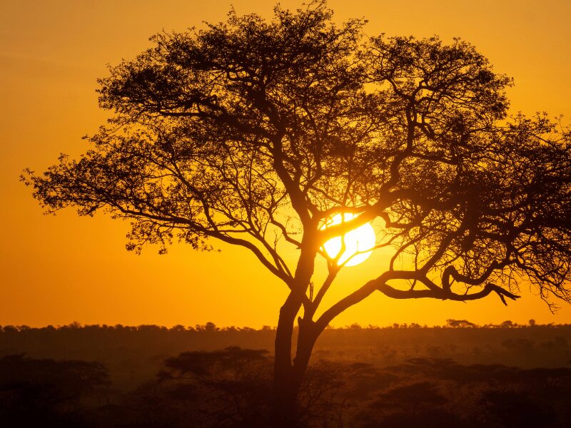 tanzania vs south africa safari