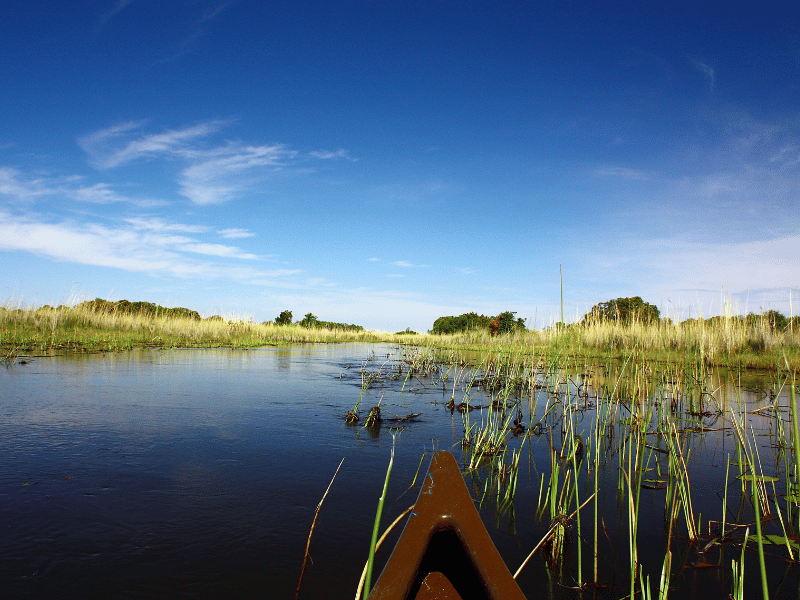 Best Time to Visit the Okavango Delta: What You Need to Know 4 view from a traditional mokoro boat in botswana