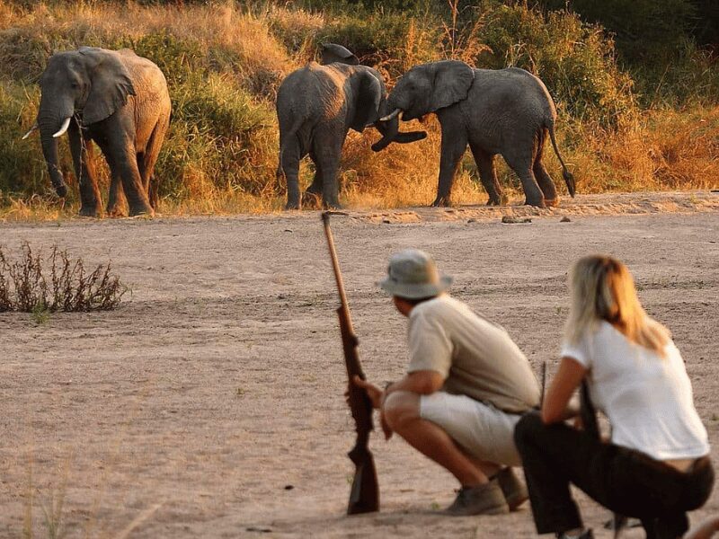 Types of Safaris: Which One’s Right for Your Dream Trip 1