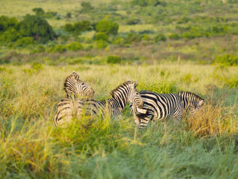 Safari Destination Guide: Tanzania vs South Africa 2