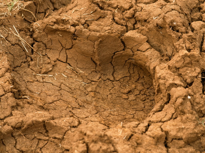 Fresh animal footprint in dry earth showing recent wildlife movement
