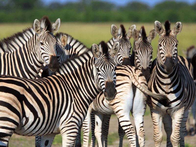 The Top Things to Do in Arusha Tanzania 2 Arusha National Park