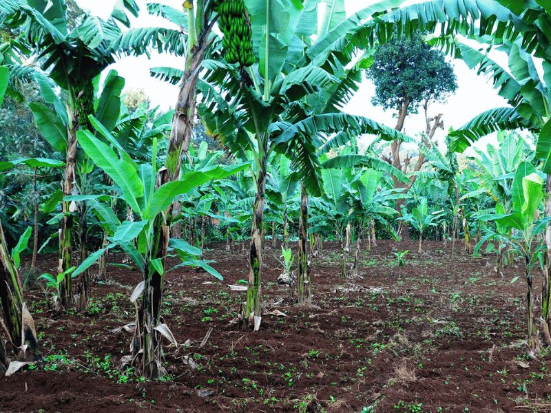 The Top Things to Do in Arusha Tanzania 5 Banana Beer Brewing in Tanzania