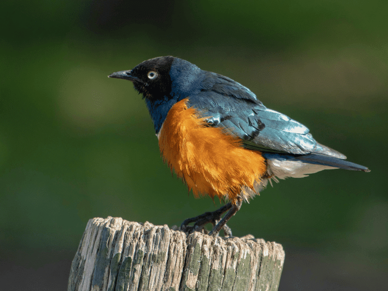 Birds of the Serengeti - Superb Starling