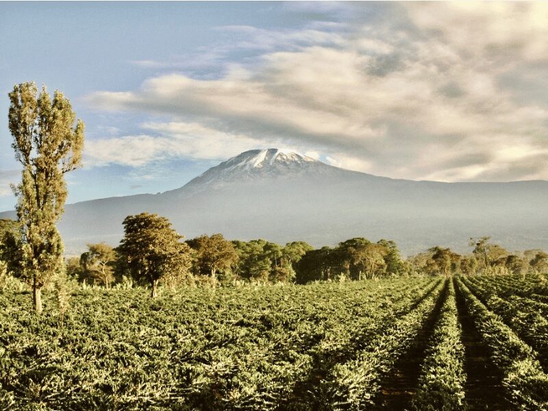 The Top Things to Do in Arusha Tanzania 3 Coffee Farm Tour in Arusha Tanzania