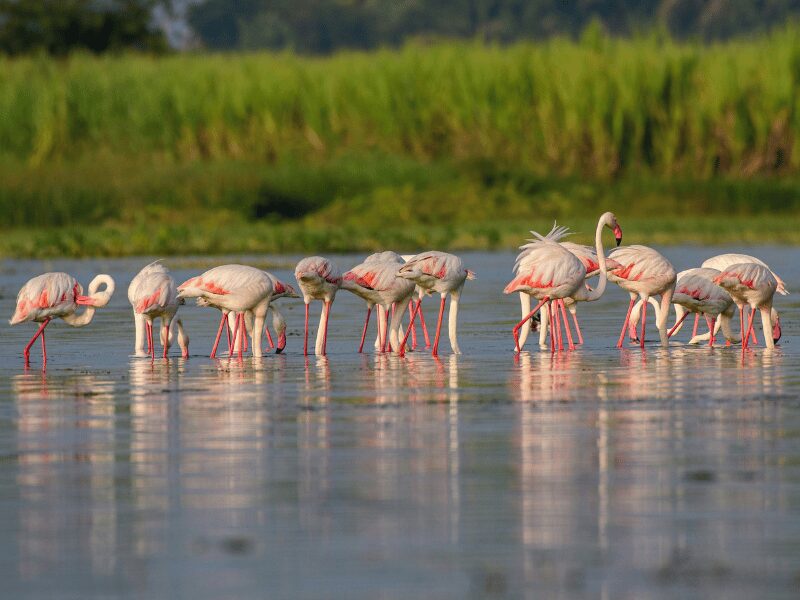 Greater Flamingo