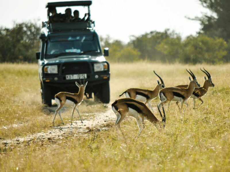 Green safari vehicle