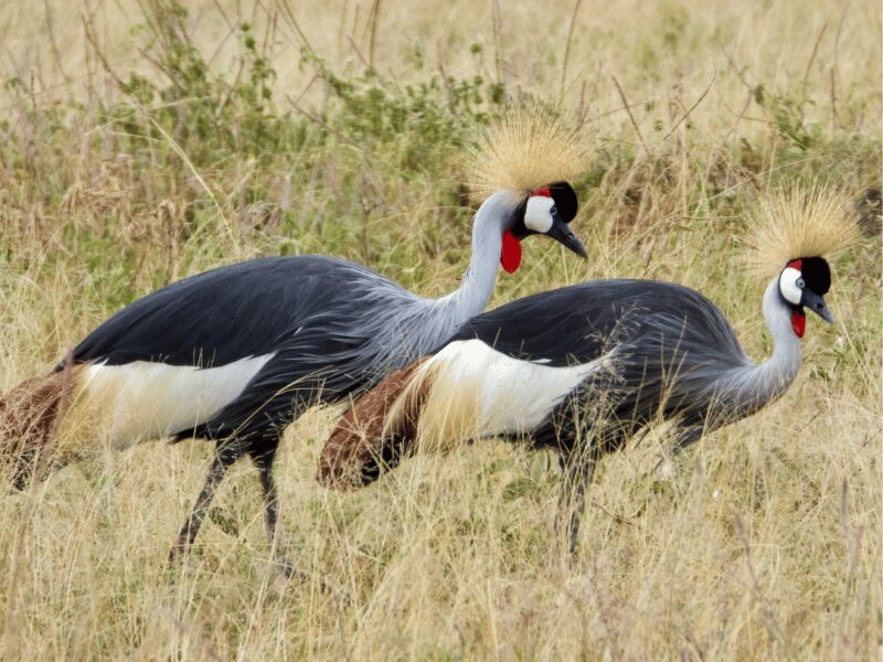Grey Crowned Crane