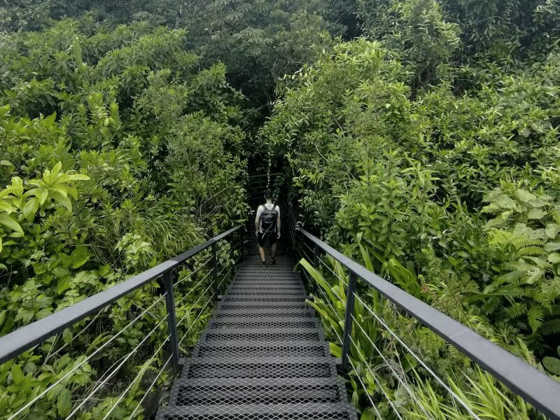 9 Best Countries in Africa for Safari: Where to Go for Epic Wildlife Adventures 7 Hiking in rwanda