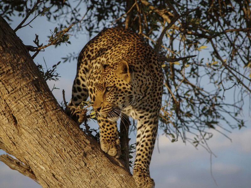 Everything You Need to Know About Planning a Safari Trip to Africa 1