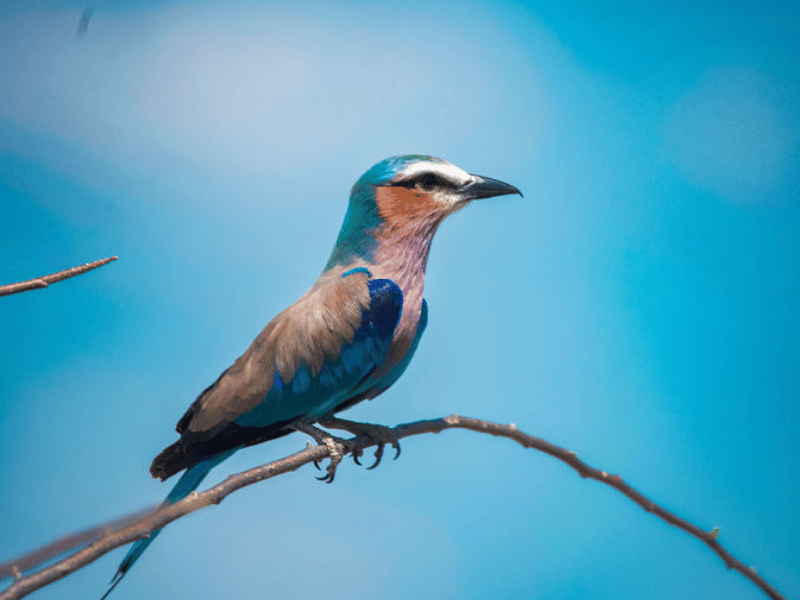 Lilac-Breasted Roller