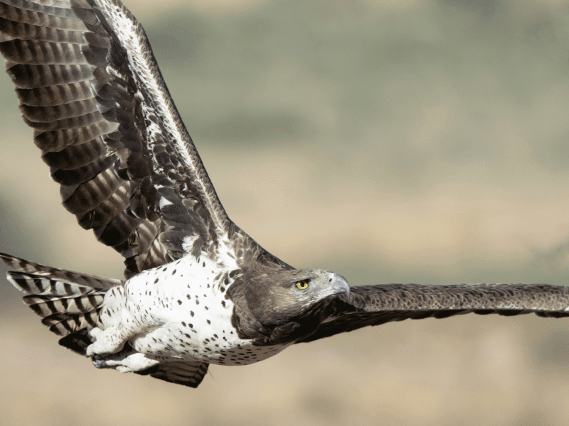 Martial Eagle