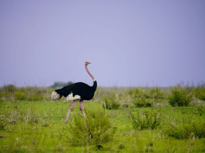 Ostrich