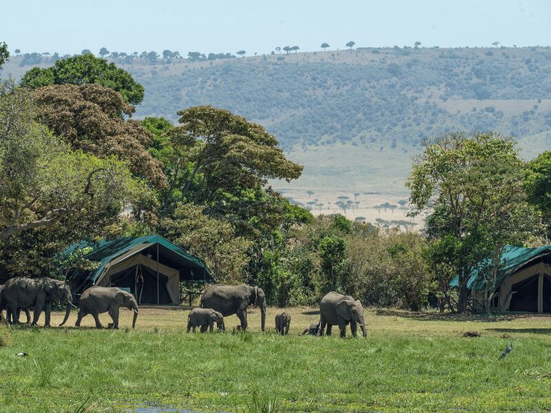 Safari Trip to Africa - Costs