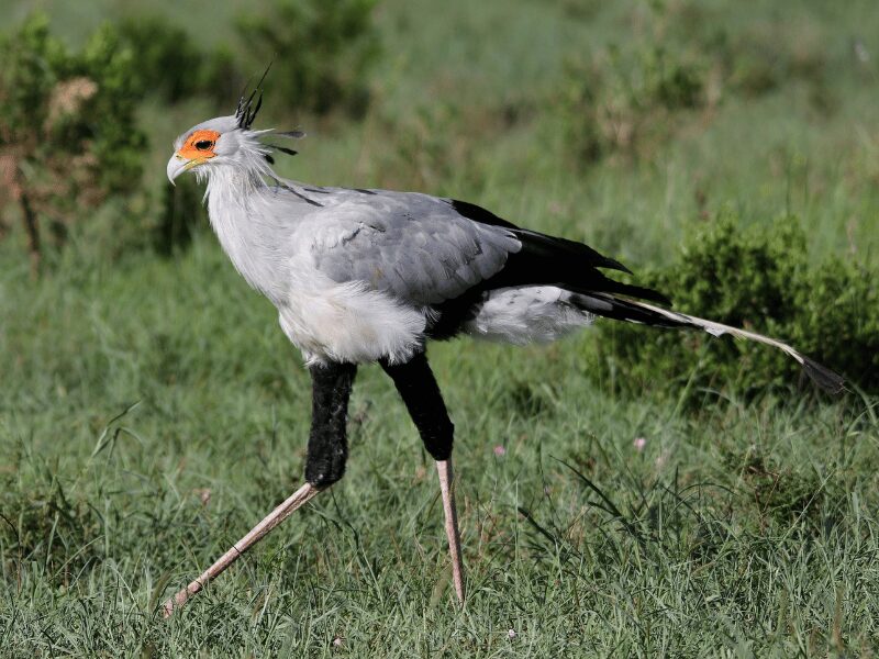 Secretary Bird