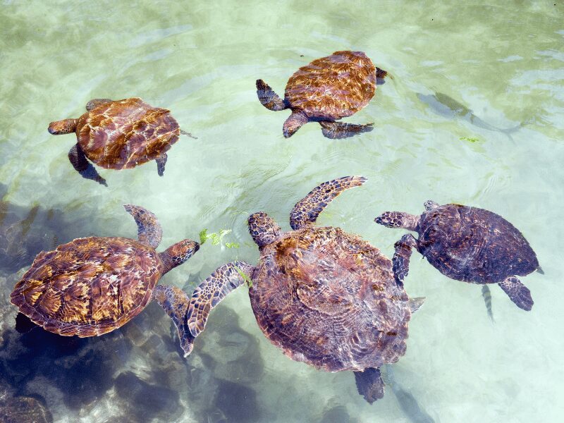 Beaches in Africa to Pair with Your Safari Adventure 1 beaches in africa to pair with safari - zanzibar tanzania