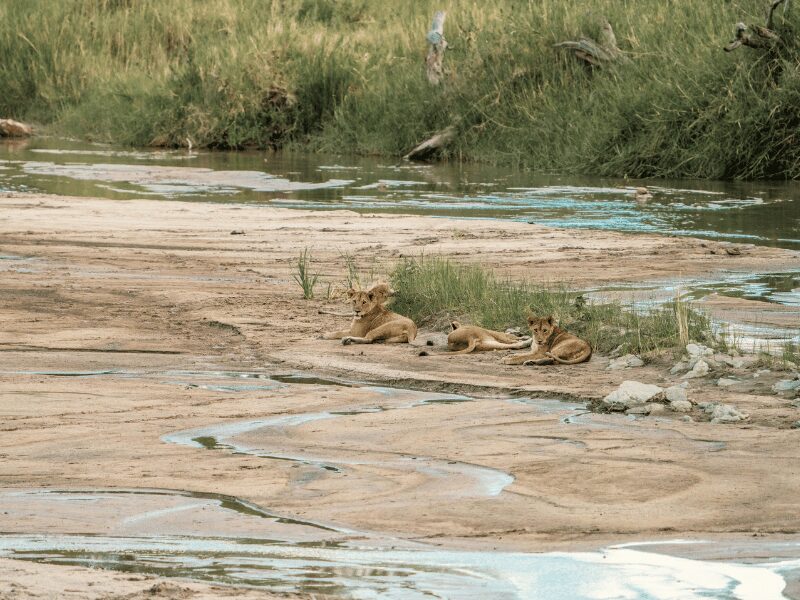 3 lions nap near a watering hole during the dry season