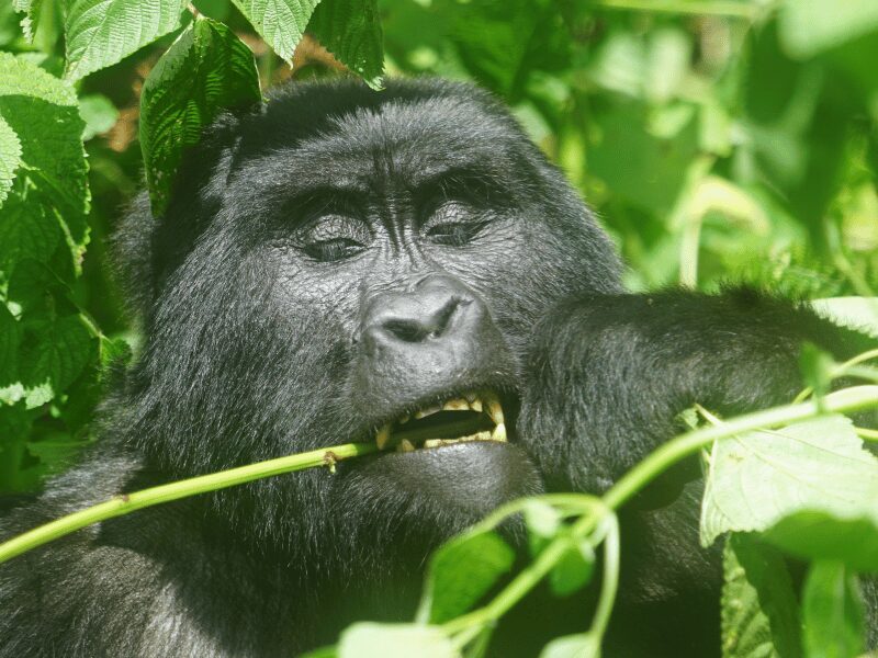 Best Time of Year to Go to Rwanda: Weather, Wildlife & Travel Tips 3 gorilla eating a branch