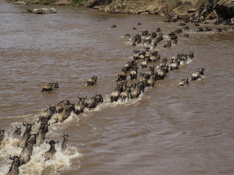 the Great Migration reaches its peak at the Mara River crossing