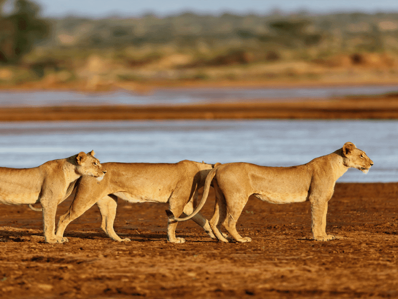 the best places to visit in kenya - samburu national park