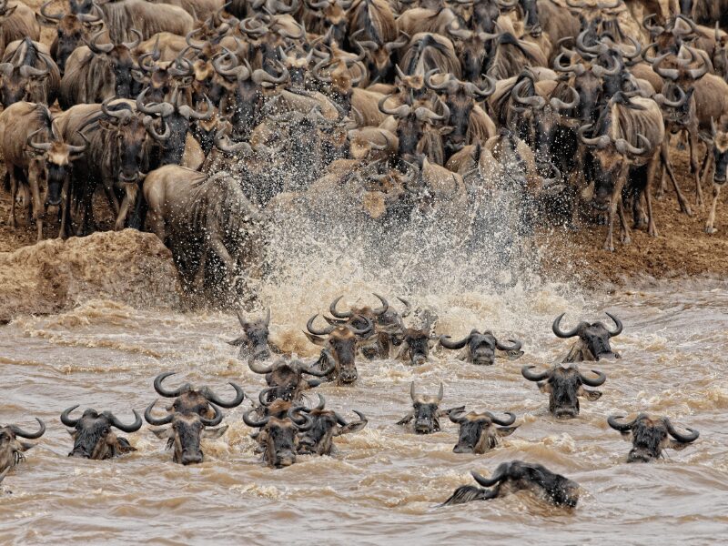 the best places to visit in kenya - wildebeest crossing the mara river