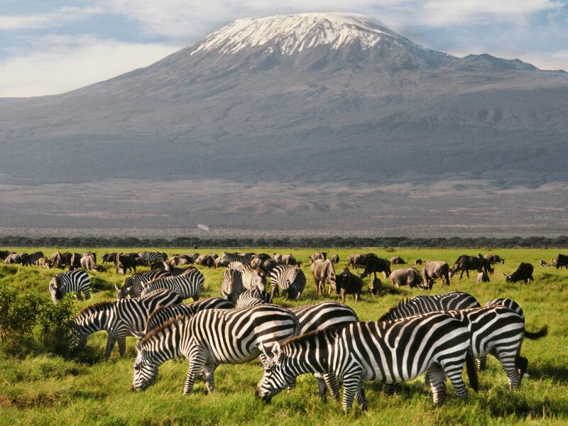 the best places to visit in kenya - zebra grazing in amboseli national park