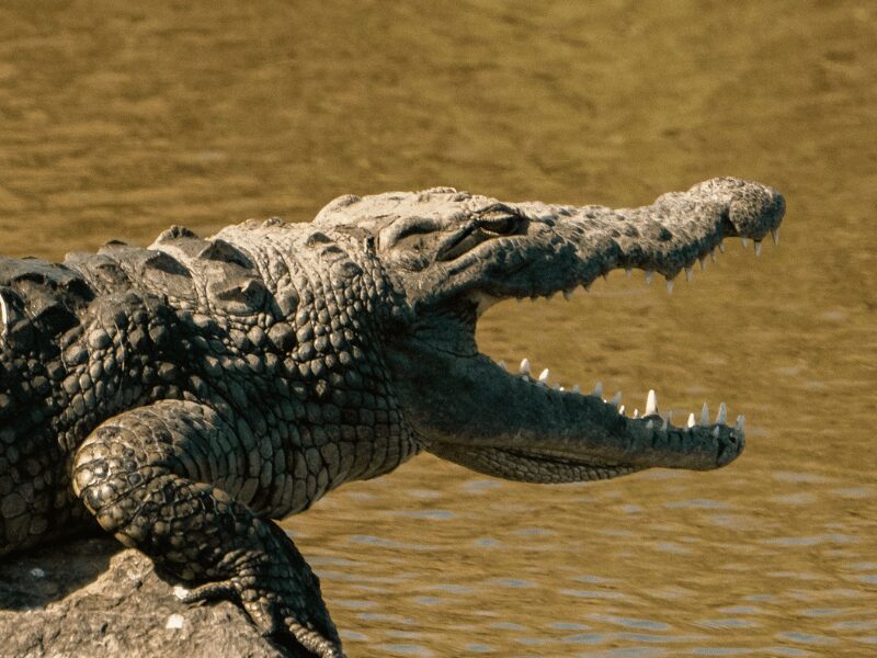 a crocodile steps into a lake during the wet season in tanzania
