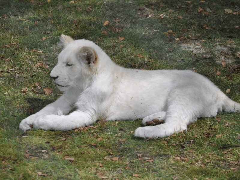 Why White Lions Are the Rarest Wonders of the Wild 1