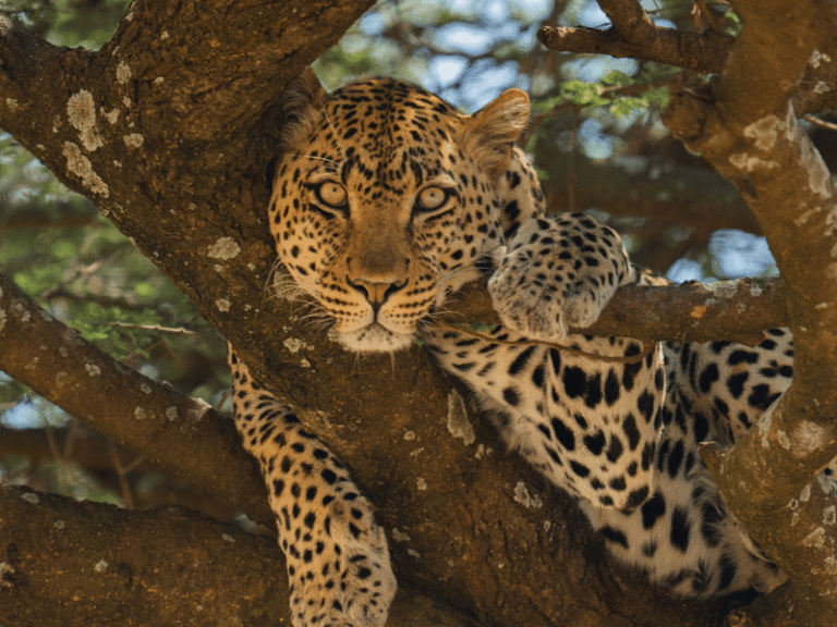 A majestic leopard lounging in an acacia tree in Tanzania, gazing directly at the camera with intense golden eyes.