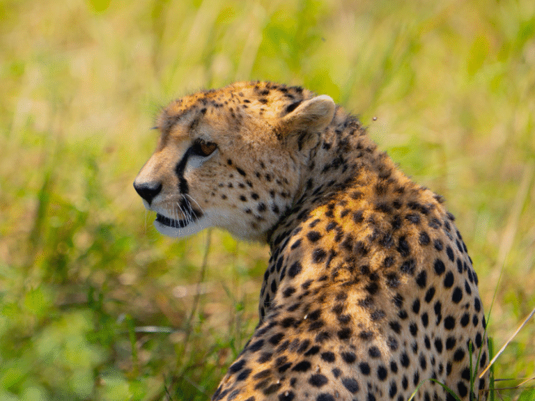 A close-up of a cheetah resting in the tall grass of the Masai Mara, scanning the horizon. How Much Does Safari in Tanzania Cost? Peak vs Green Season Breakdown
