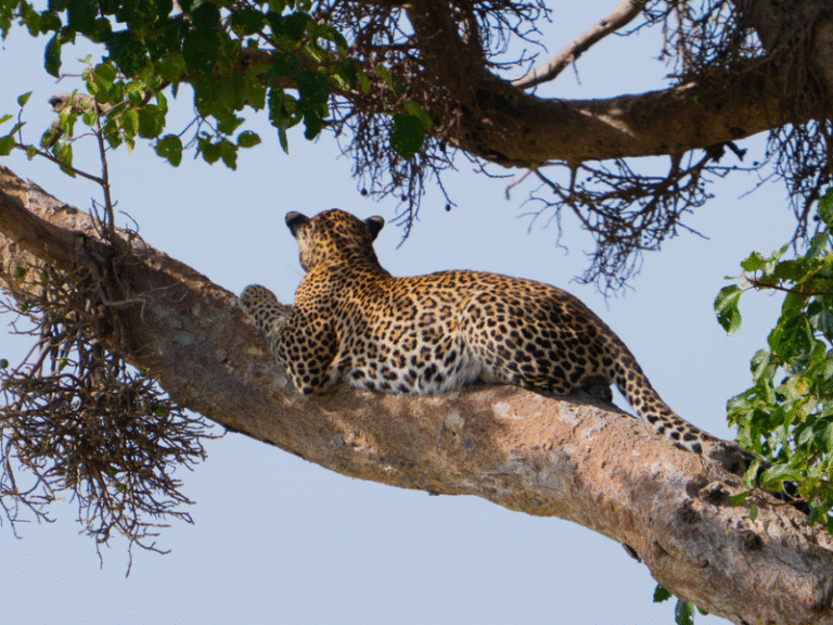 A leopard lounging on the branch of an acacia tree in Kenya’s savanna, enjoying a shaded view of its territory.