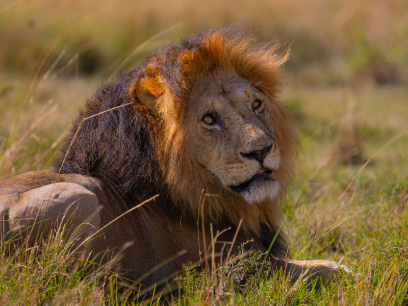 A majestic male lion with a dark mane lying in the grass, looking directly at the camera in the Kenyan wilderness.