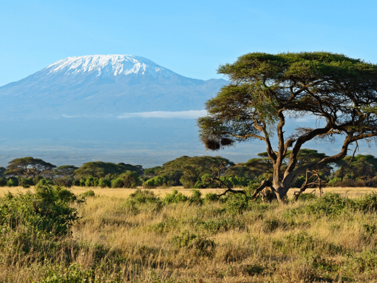 A stunning view of snow-capped Mount Kilimanjaro rising above the golden savanna and iconic flat-top acacia trees in Amboseli National Park.