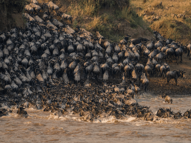 A dramatic view of the Great Migration during a Tanzania safari, with hundreds of wildebeest crossing the Mara River.