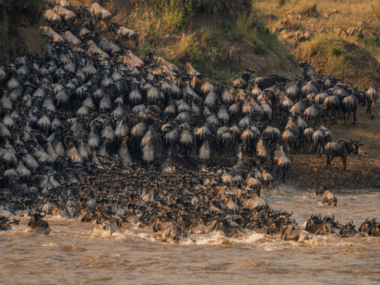 A dramatic scene of wildebeest in the thousands crossing the Mara River during the Great Migration in Kenya. best time to visit east africa