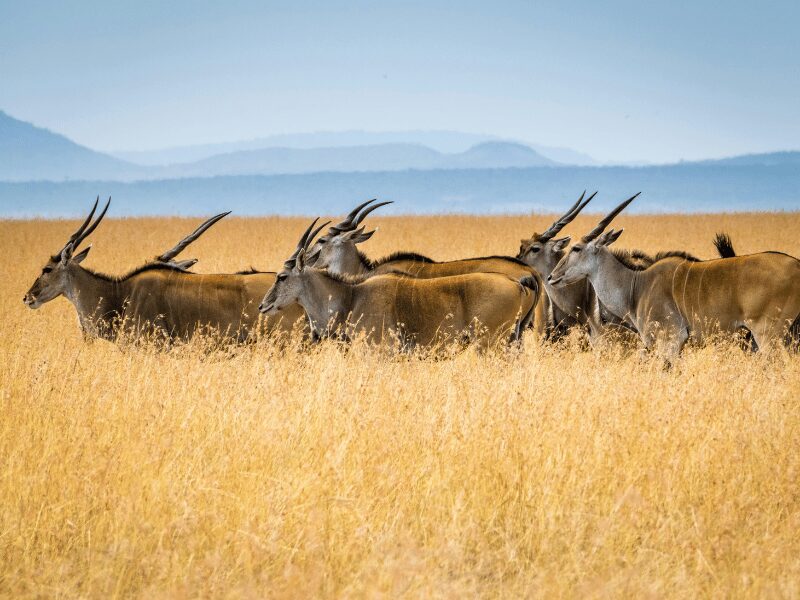 The Best Time to Visit Kenya on Safari: A Seasonal Guide to Wildlife and Weather 1 a herd of eland in tall grassy plains in kenya