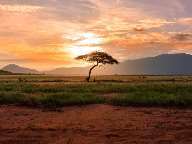 The Best Time to Visit Kenya on Safari: A Seasonal Guide to Wildlife and Weather 2 best time to visit kenya on safari