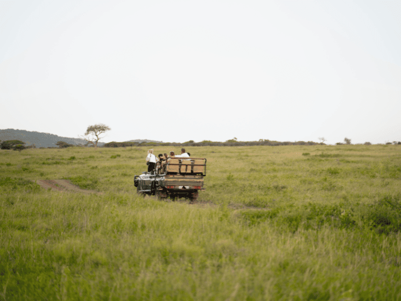 Best Time to Visit South Africa on Safari