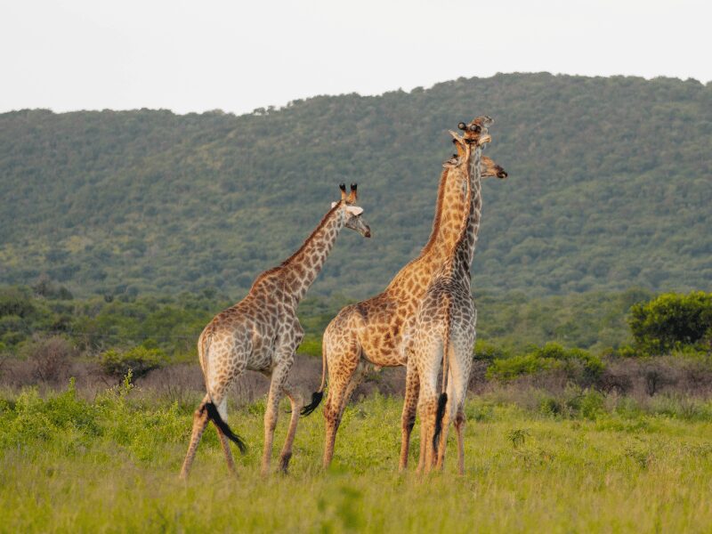 Three giraffes standing in the open plains