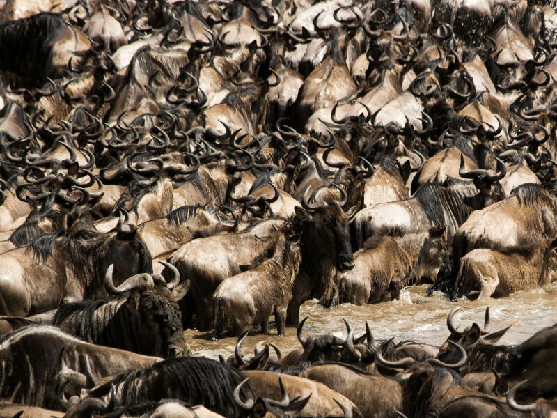 Your Complete Guide to the Wildebeest Migration 2026 3 crowded wildebeest migration 2025