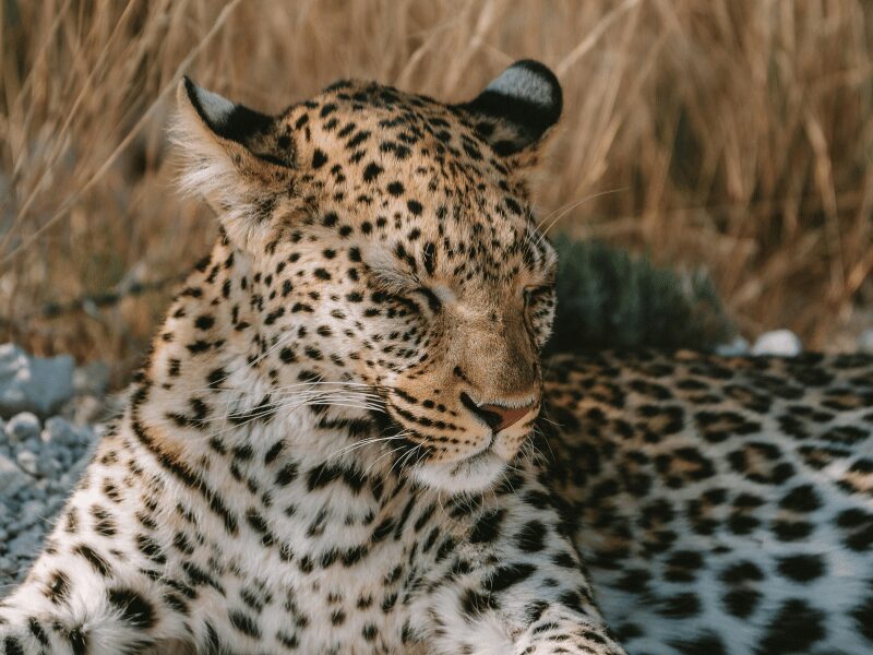 a leopard sleeping in the shade with it's ears perked up