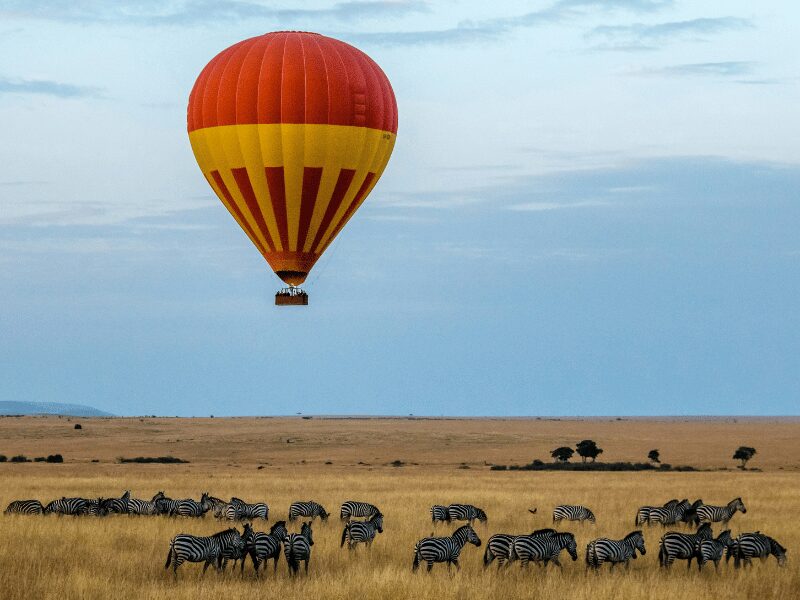 The Best Time to Visit Kenya on Safari: A Seasonal Guide to Wildlife and Weather 3 herds of zebra in grassy plains with a hot air balloon above